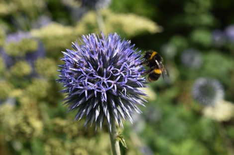 Bumblebee on a globe thistle